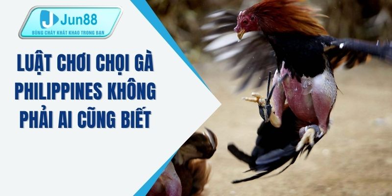 Luật chơi chọi gà Philippines không phải ai cũng biết